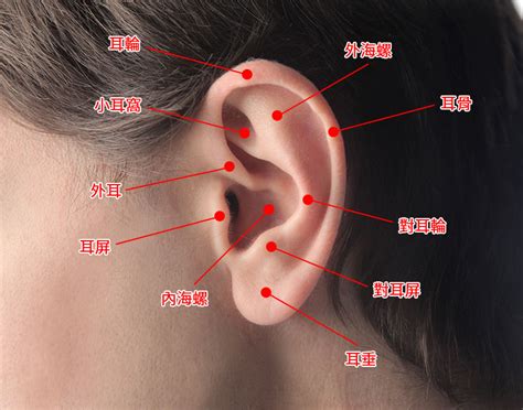 穿耳洞破相|釘耳窿懶人包｜穿耳骨、耳垂等哪個位置最痛？｜附穿 